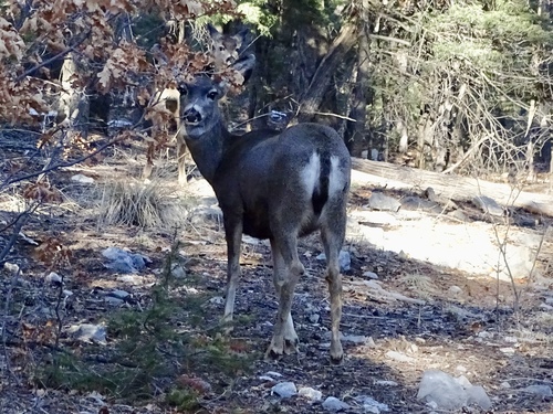Mule × White-tailed Deer photographed in New Mexico