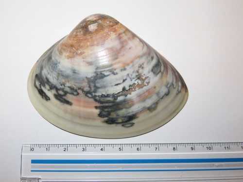 Meretrix lamarckii