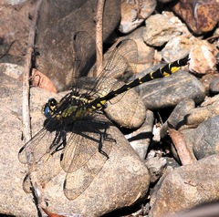 Phanogomphus kurilis