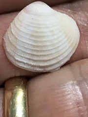 Chionopsis intapurpurea