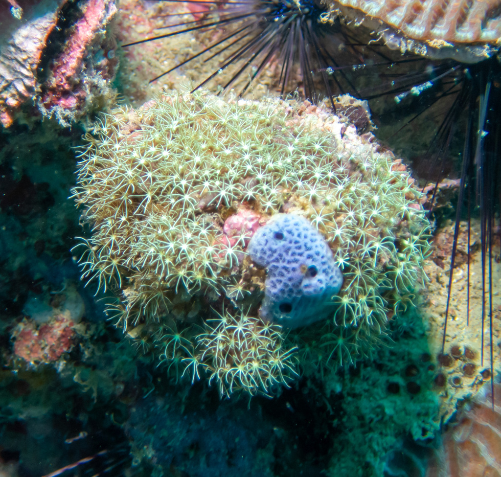 Immagine rappresentativa del genere Amphimedon