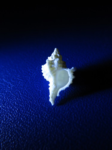 Chicoreus asianus