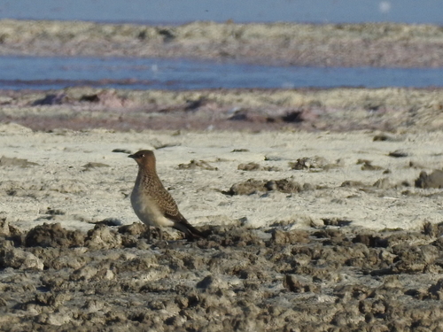 Canastera alinegra (Glareola nordmanni)