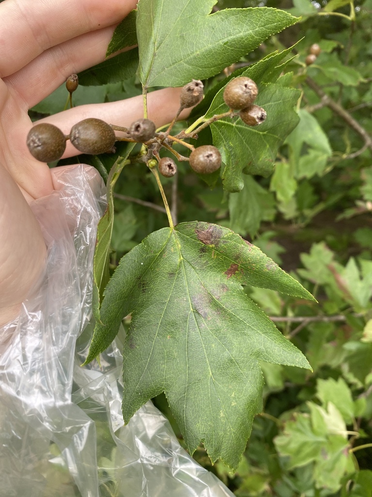 Wild Servicetree from Brooklands Ave, LeighOnSea, England, GB on