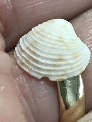 Chionopsis intapurpurea