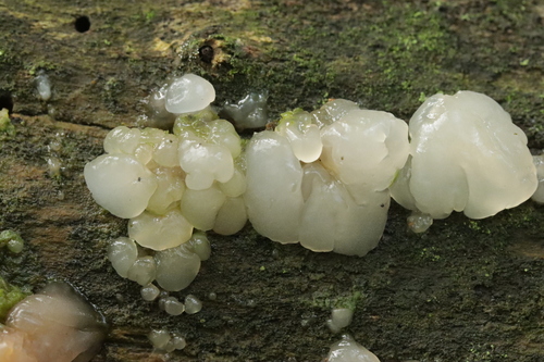 Representative image of Myxarium hyalinum