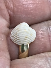 Chionopsis intapurpurea