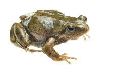 Karoo Dainty Frog photo 5
