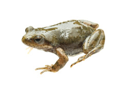 Karoo Dainty Frog photo 2