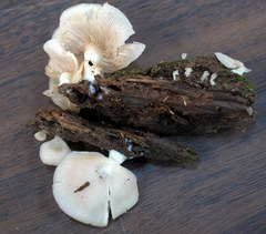 Crepidotus nyssicola