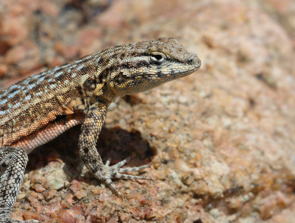 Northern Side-blotched Lizard