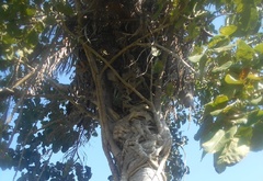 Ficus ypsilophlebia