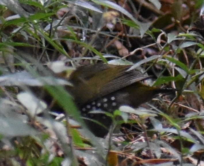 Green Twinspot (Mandingoa nitidula), photo 6