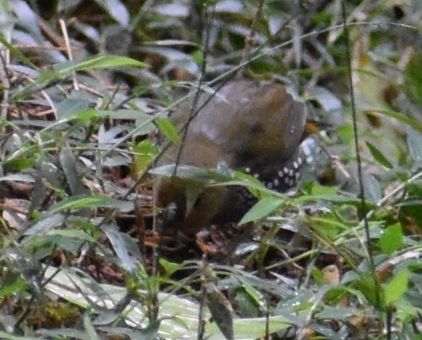 Green Twinspot (Mandingoa nitidula), photo 7