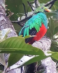 Pharomachrus auriceps