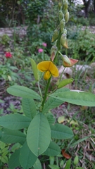 Crotalaria assamica