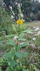 Crotalaria assamica