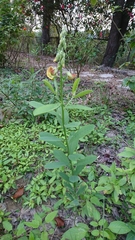 Crotalaria assamica