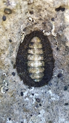 Plaxiphora albida