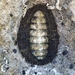 Giant Chiton - Photo (c) Dan Monceaux, some rights reserved (CC BY-NC)