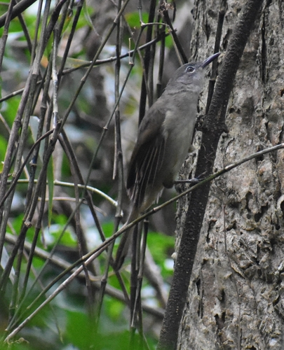 Yellow-streaked Greenbul (Phyllastrephus flavostriatus), photo 10