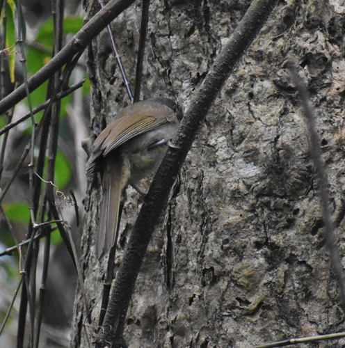 Yellow-streaked Greenbul (Phyllastrephus flavostriatus), photo 4