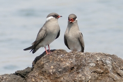 Rock Pratincole photo 4