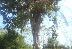 Ficus ypsilophlebia
