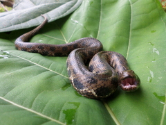 Helicops leopardinus