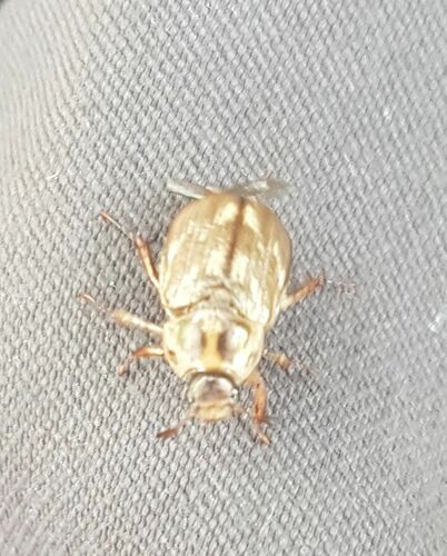 Oriental beetle