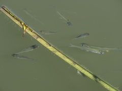 Leucaspius delineatus