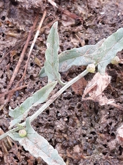 Convolvulus arvensis image