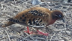 Zenaida galapagoensis