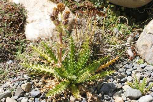 Perezia multiflora ssp. multiflora