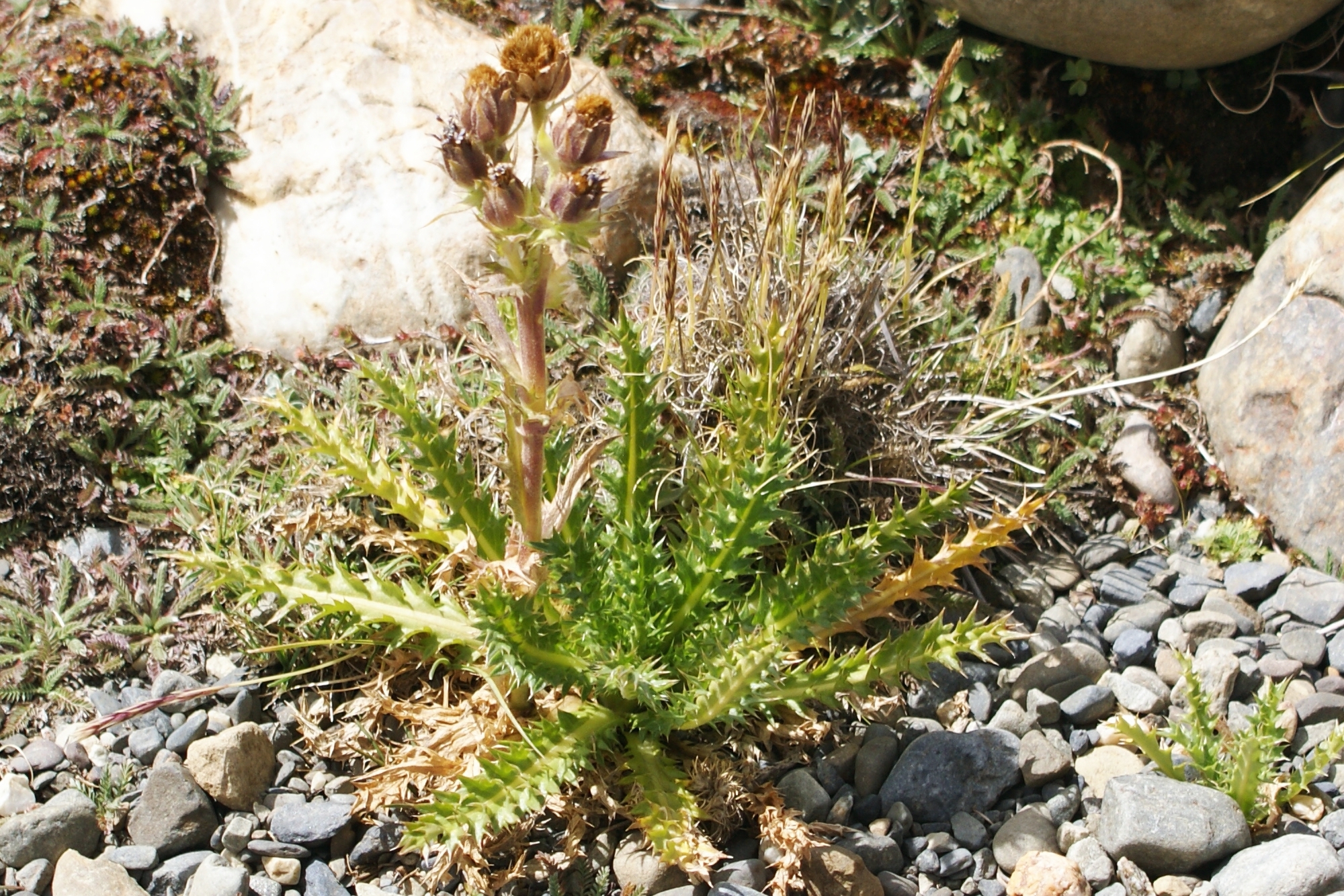 Perezia multiflora ssp. multiflora