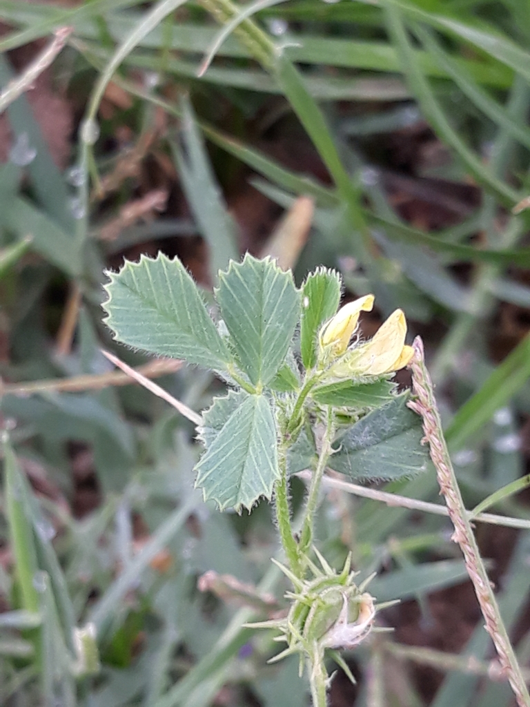 Barrelclover (Medicago truncatula)