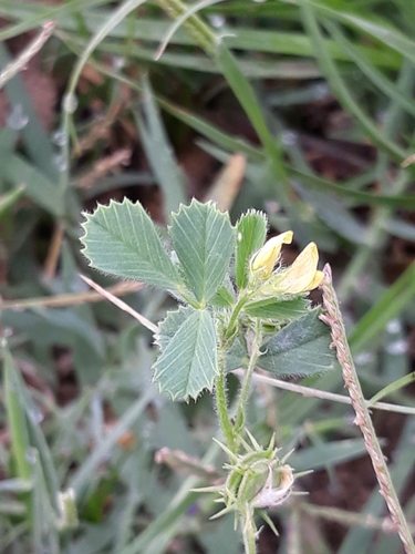 Barrelclover (Medicago truncatula)