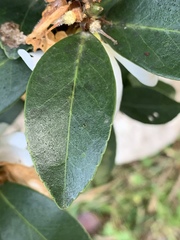 Camellia hengchunensis