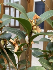 Camellia hengchunensis