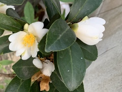 Camellia hengchunensis