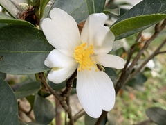 Camellia hengchunensis