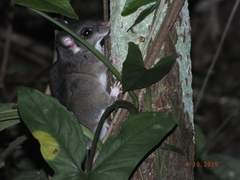 Ototylomys phyllotis