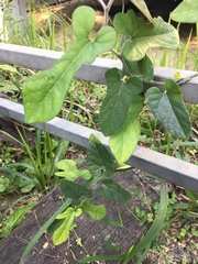 Aristolochia kaempferi