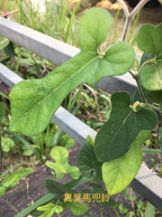 Aristolochia kaempferi