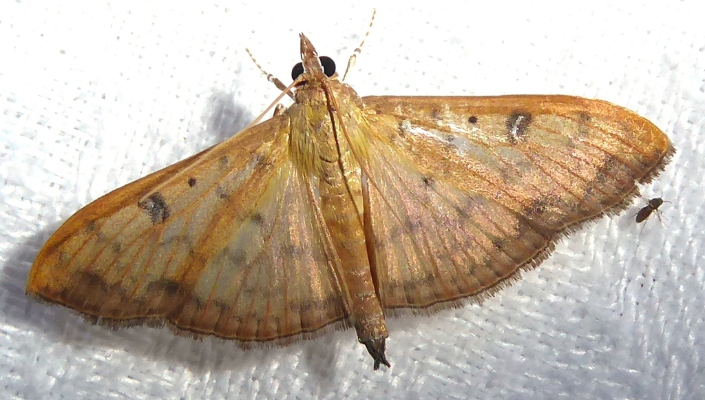 Botyodes diniasalis