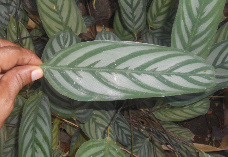 Imagem de Maranta