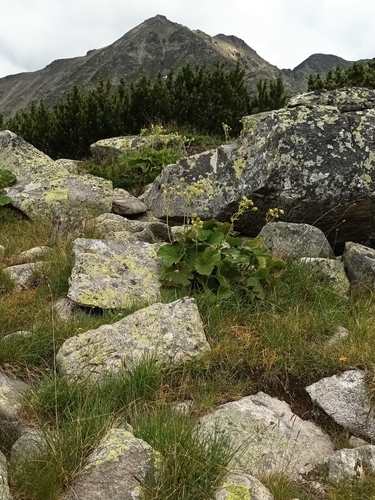 Image of Geum bulgaricum by (c) Salza Palpurina, some rights reserved (CC BY)