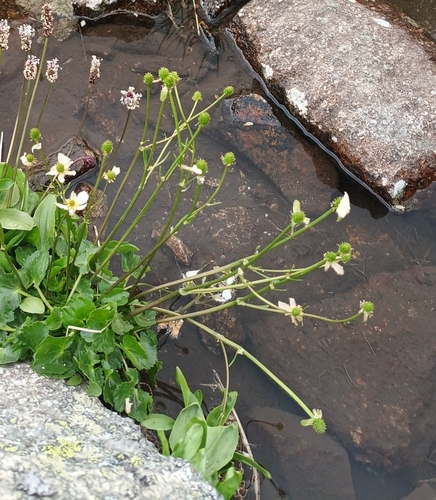 Image of Ranunculus crenatus by (c) Salza Palpurina, some rights reserved (CC BY)