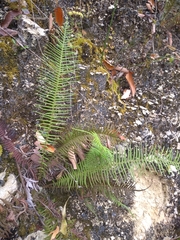 Pteris longifolia