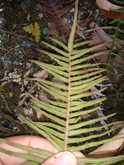 Pteris longifolia